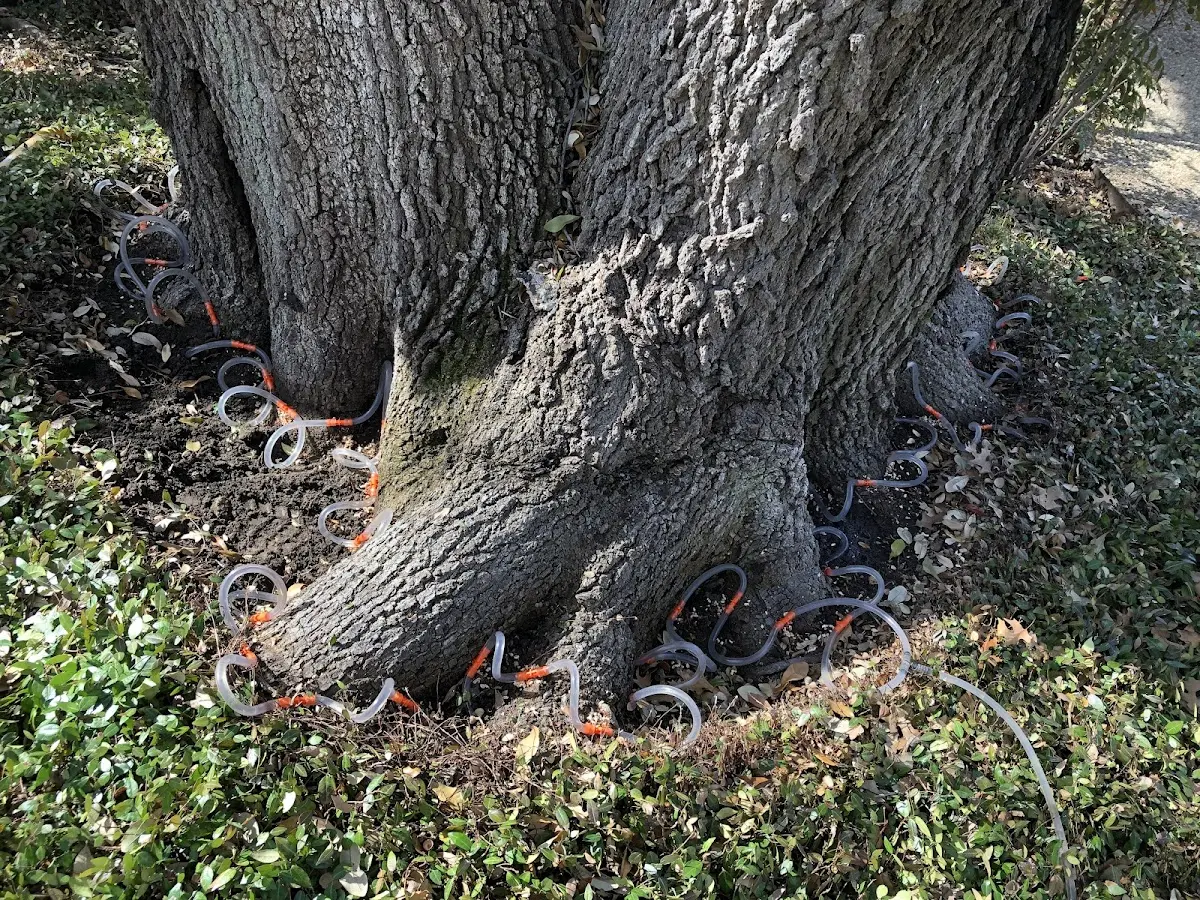 Detailed Tree Cabling and Bracing job site in Patoka