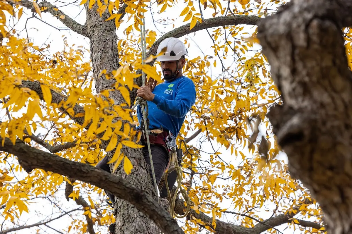 Skilled Tree Transplanting crew working in Patoka